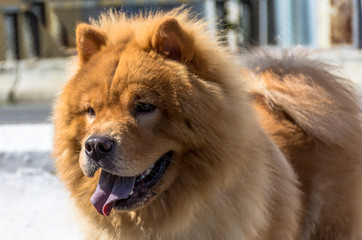 Chow chow