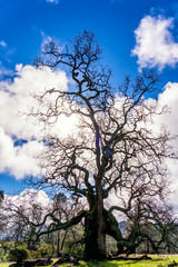 Silhouette of Tree and Sun and Clouds 