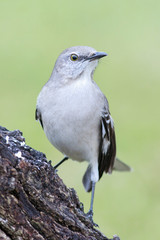 Mockingbird eating feeds backyard home 