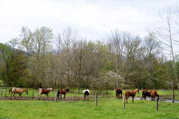 Horses of Cades Cove trotting along a fence line.
