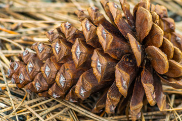Laying down Ponderosa pine cone