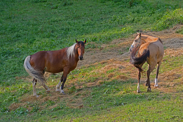 Fototapeta premium Two companion horses communicate with each other.