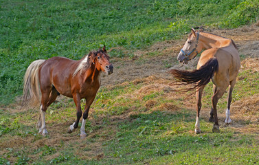 Fototapeta premium Riding horses playing with each other in a field of green.