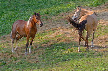 Two companion horses communicate with each other.