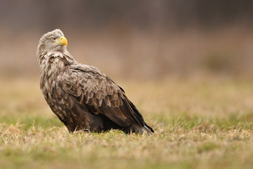 Fototapeta premium White tailed eagle (Haliaeetus albicilla)
