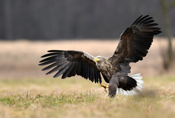 White tailed eagle (Haliaeetus albicilla)