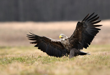 White tailed eagle (Haliaeetus albicilla)