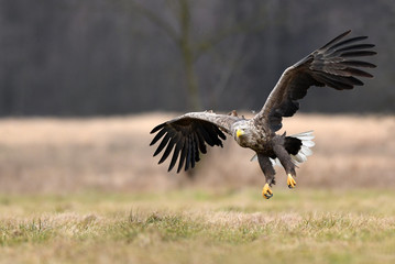 White tailed eagle (Haliaeetus albicilla)