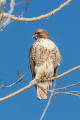 Rough legged hawk perched on branch.
