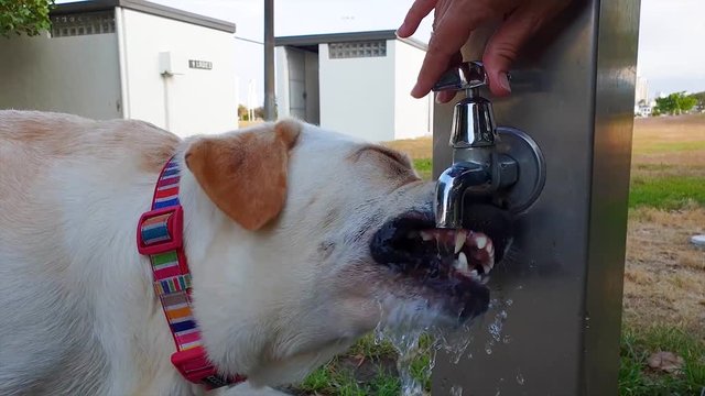 A thirsty white dog having drink from a water tap