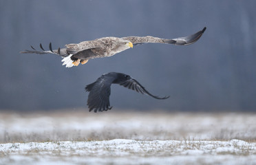 White tailed eagle (Haliaeetus albicilla)