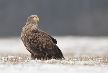White tailed eagle (Haliaeetus albicilla)
