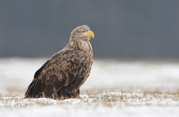 White tailed eagle (Haliaeetus albicilla)