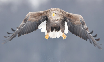 White tailed eagle (Haliaeetus albicilla)