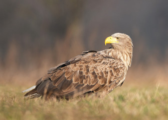 White tailed eagle (Haliaeetus albicilla)