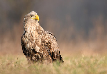 White tailed eagle (Haliaeetus albicilla)