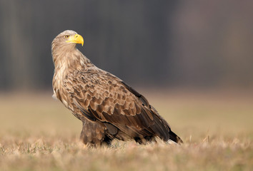 White tailed eagle (Haliaeetus albicilla)
