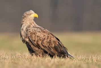 White tailed eagle (Haliaeetus albicilla)
