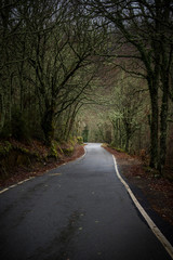 Fototapeta na wymiar Empty road through the forest