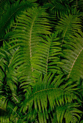 Fototapeta premium Fern, Plants, Flower