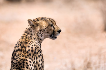 African cheetah profile close-up with dessert background.