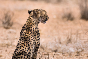 African cheetah sitting in desert with back to camera.  © Traci Beattie