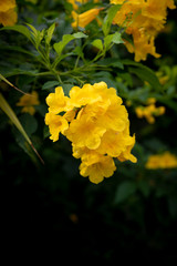 Yellow flowers in the midst of tropical garden with selective focus.