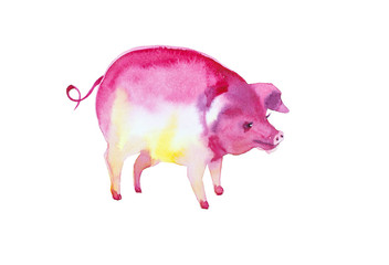 Abstract watercolor illustration of a multicolored pig. Isolated on white background