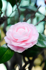 ピンクの花　カメリア
