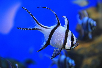 アマノガワテンジクダイ