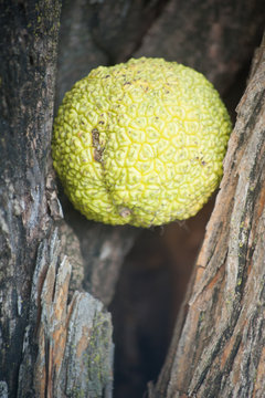 Hedge Balls Osage Oranges Horse Apples