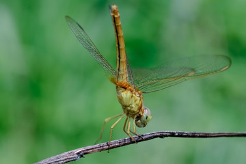 yellow dragonfly on a leaf