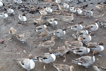 A group of northern pintails オナガガモの群れ