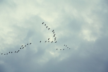 Flock of swans flying in sunset sky 夕空を飛ぶ白鳥の群れ