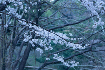 Cherry blossoms and branches 桜の花と枝