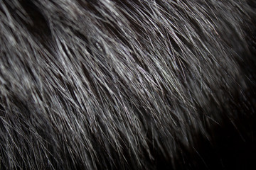fur texture wool  background