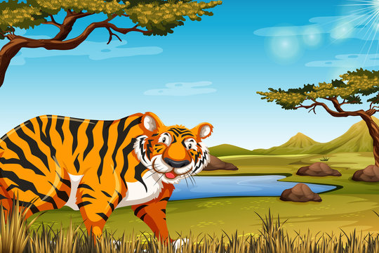 A tiger in nature scene