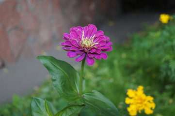 flowers, nature, macro, herb,  summer