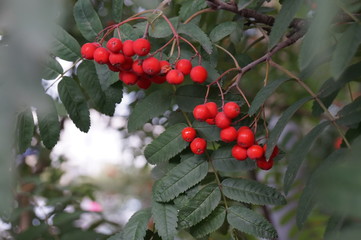 berry, food, macro, healthy, fruits