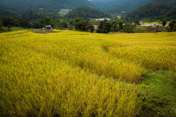 Beautiful greenery rice field from mountain view.