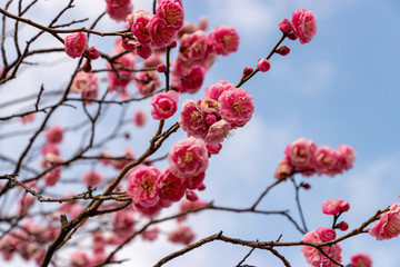 Red flower plum blossoms in Urban Agricultural Park in Adachi city, Tokyo, Japan