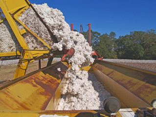 A load of cotton being dumped from a boll buggy.