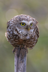 Burrowing Owl