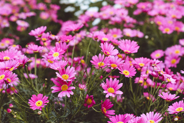 Fototapeta premium Beautiful flowers in Vietnam