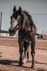 CABALLO