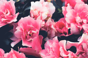 Beautiful flowers in Vietnam