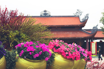 Beautiful flowers in Vietnam