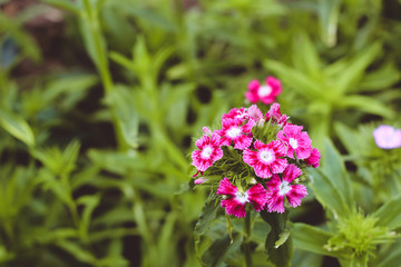 Beautiful flowers in Vietnam