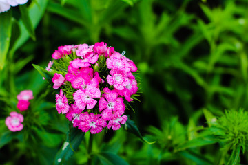 Beautiful flowers in Vietnam