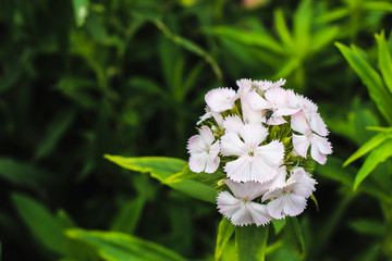 Beautiful flowers in Vietnam